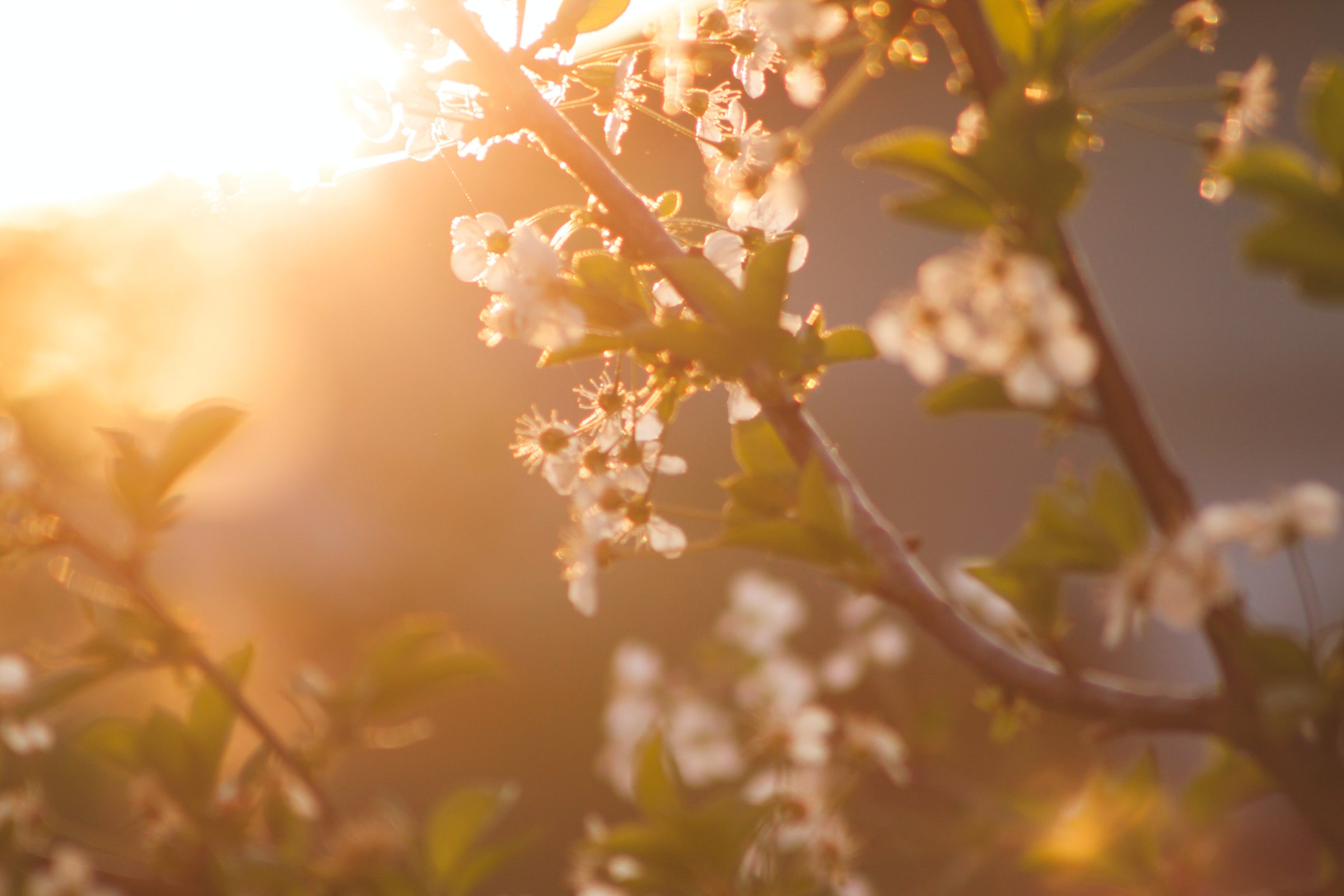 Spring