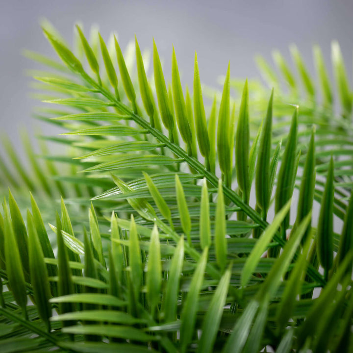 17" Full Long Fern Bush