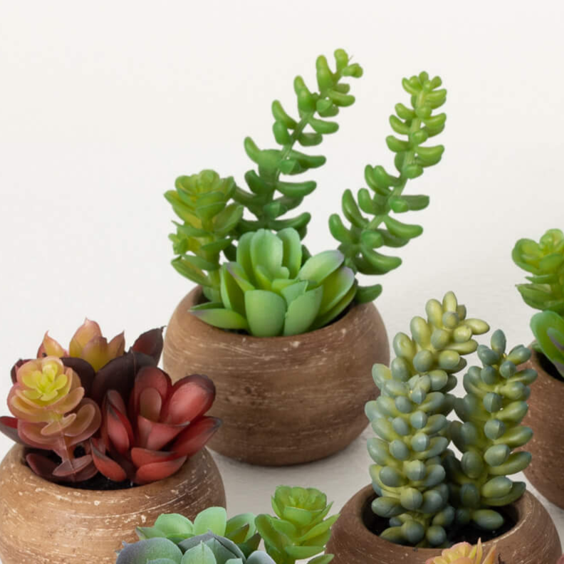 Mini Potted Succulent
