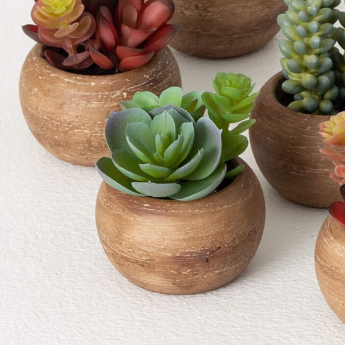 Mini Potted Succulent