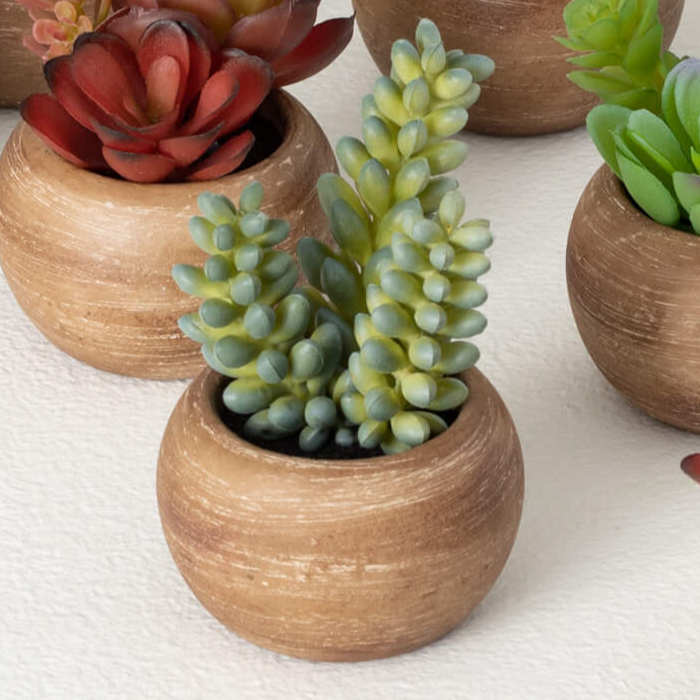 Mini Potted Succulent