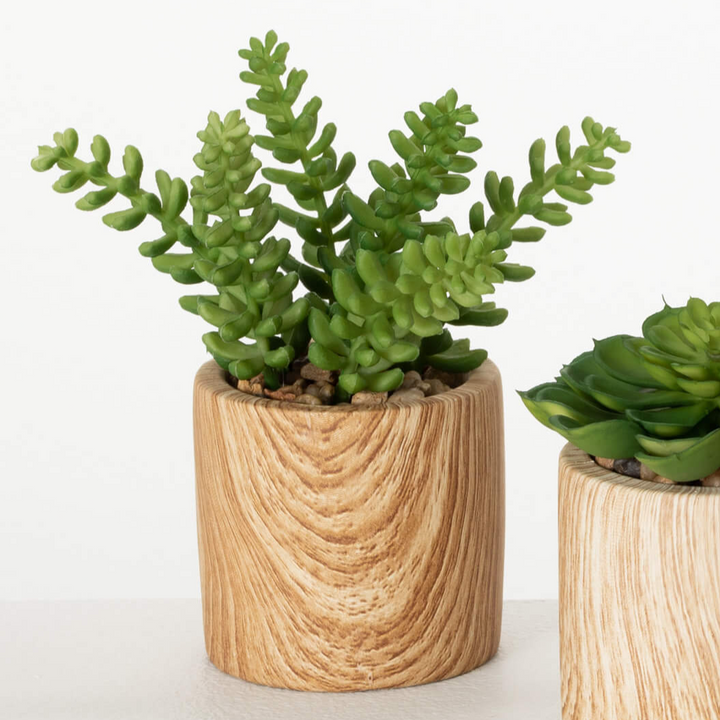 Wooden Potted Succulents