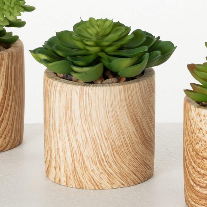 Wooden Potted Succulents