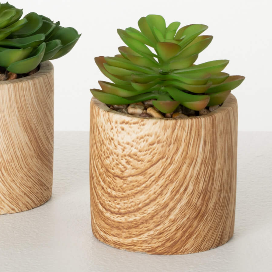 Wooden Potted Succulents
