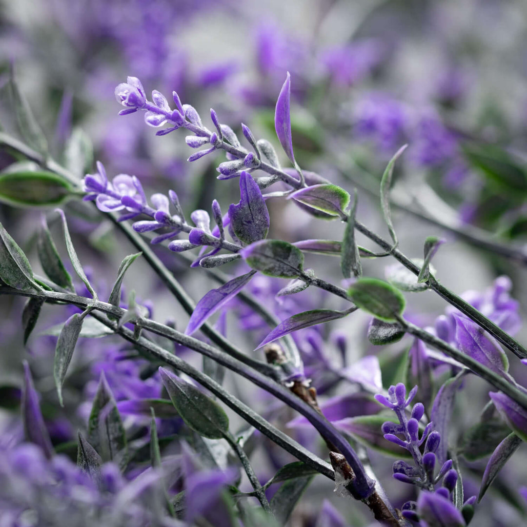 Lavender Drop Swag Bush