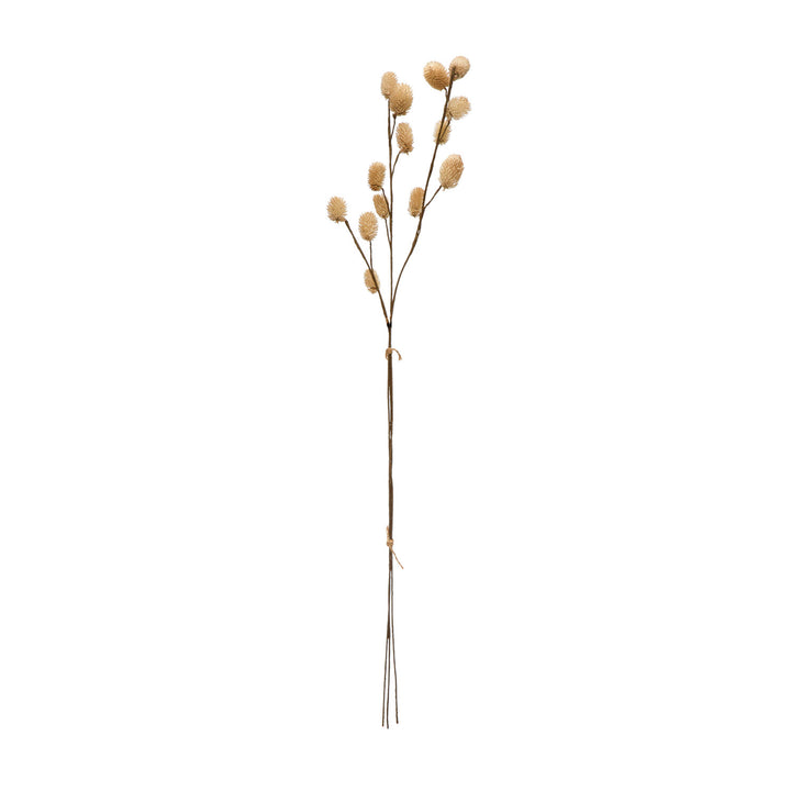 28"H Dried Globe Thistle Bunch, Cream