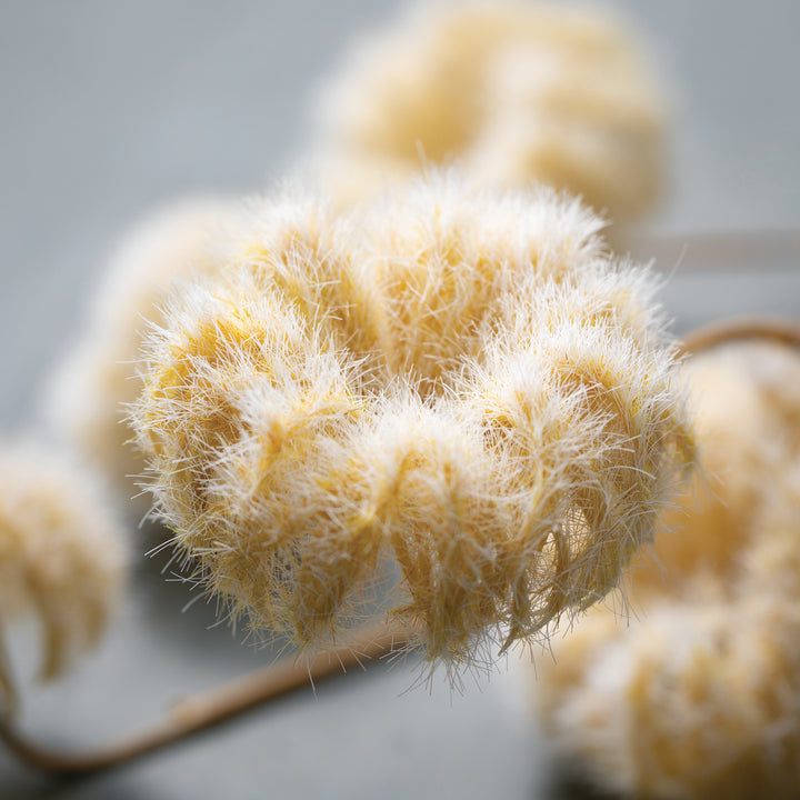 45" Faux Dried Cream-Colored Pods