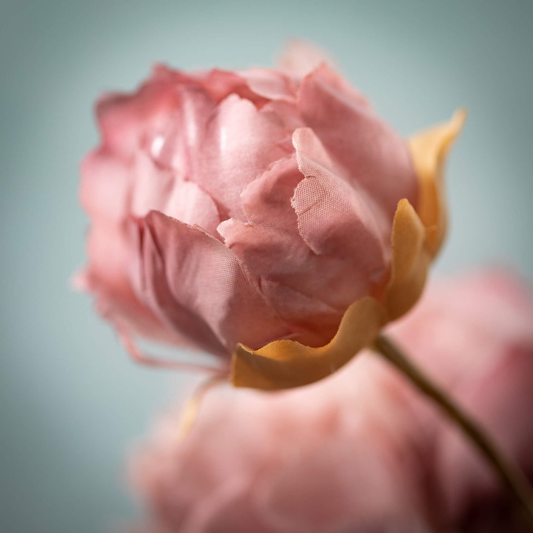 22" Blush Blooming Peonies