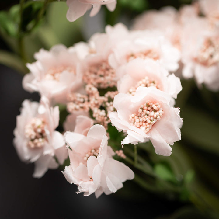 Peach Cherry Blossom Stem, 28"